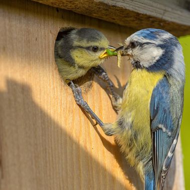 Eine Blaumeise füttert einen Jungvogel im Nistkasten.