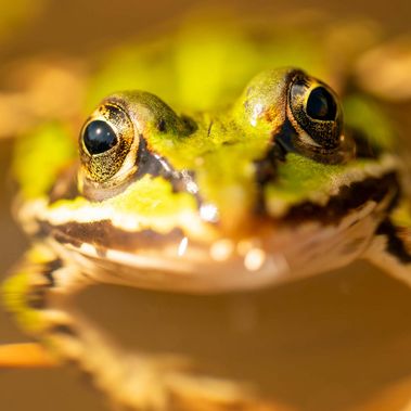 Junger Grünfrosch blickt neugierig in die Kamera, während er auf der Wasseroberfläche eines renaturierten Gewässers der Heinz Sielmann Stiftung treibt.