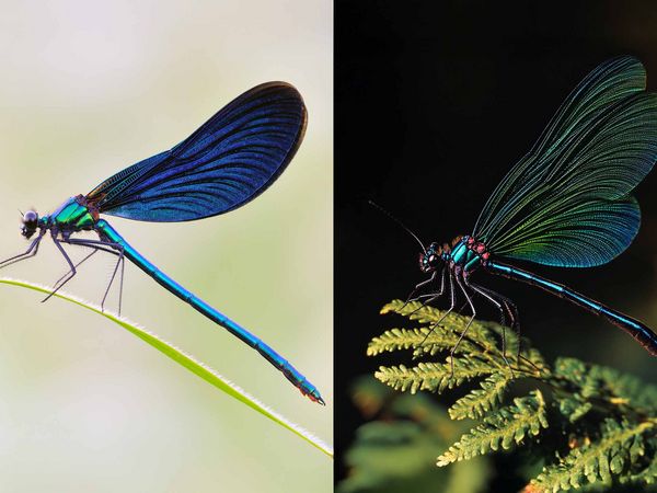 Wie alle Libellen hat auch die Blauflügel-Prachtlibelle in der Realität sehr kurze Fühler. Im KI-Bild ist dagegen mindestens ein langer Fühler zu erkennen, der eher an die Antennen von Schmetterlingen erinnert.