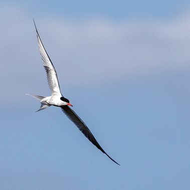 Flussseeschwalbe im Flug