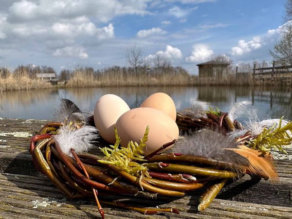 Ein Osternest mit Vogeleiern
