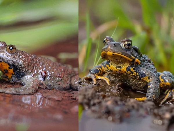 Besonders charakteristisch für Unken sind ihre herzförmigen Pupillen (l.). Im KI-Bild (r.) sind daraus ovale Frosch-Pupillen geworden.