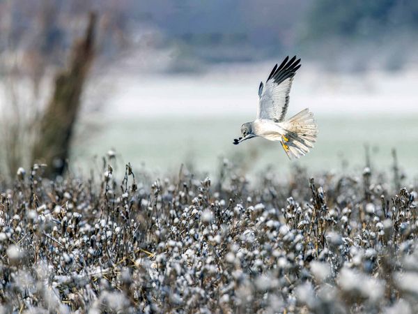 Eine männliche Kornweihe jagt in der winterlichen Landschaft von Garrenchen bei Luckau. 